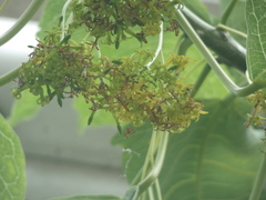 Vasconcellea quercifolia