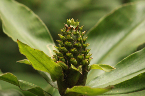Costus guanaiensis observed 2025-06-29