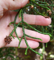 Athrotaxis cupressoides