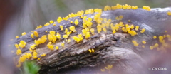 Calocera guepinioides