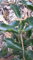 Coffea arenesiana