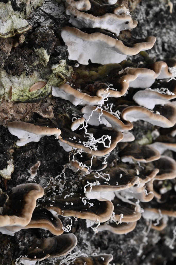 Trametes versicolor · April 2025 · photo: © invertebratist (iNaturalist, cc-by-nc)