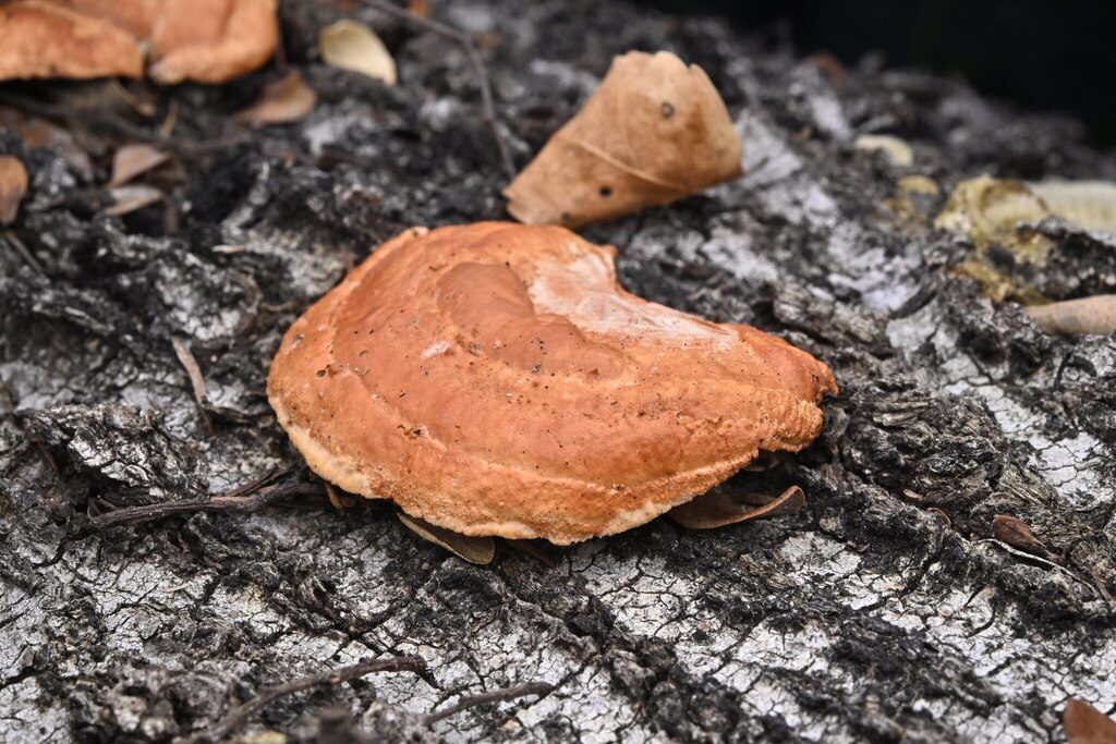 Trametes coccinea · April 2025 · photo: © invertebratist (iNaturalist, cc-by-nc)