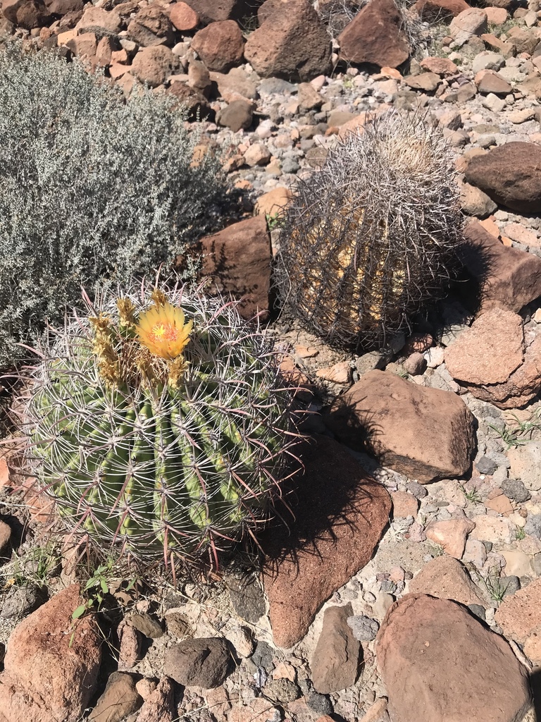 Ferocactus tiburonensis