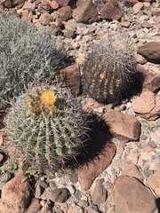 Ferocactus tiburonensis