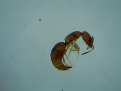 Cephalonomia
