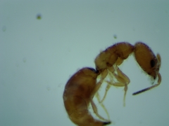 Cephalonomia