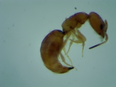 Cephalonomia