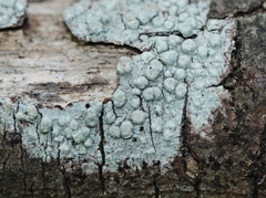 Pertusaria pertractata