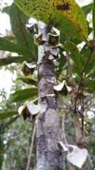 Diospyros gracilipes