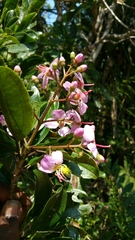 Dichaetanthera cordifolia