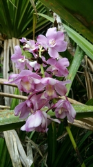 Eulophia roempleriana
