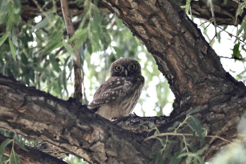 Little Owl