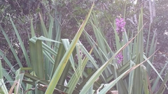 Eulophia roempleriana