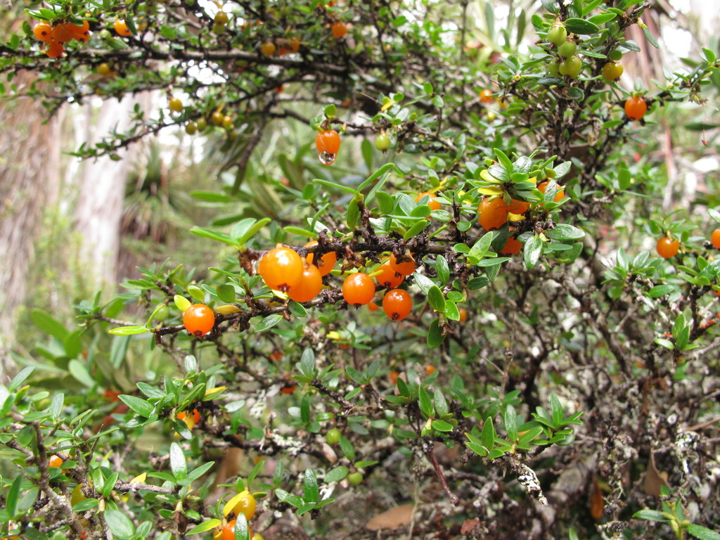 Mountain Currant