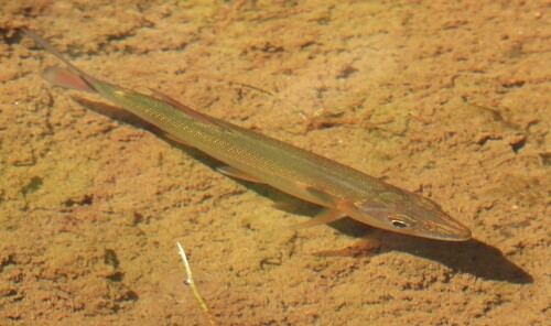 Red-tailed freshwater barracuda (Acestrorhynchus falcatus) — Acestrorhynchidae