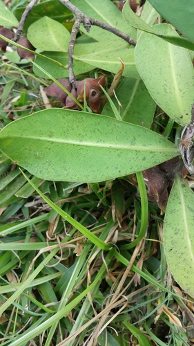 Foetidia obliqua image