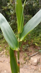 Sokinochloa