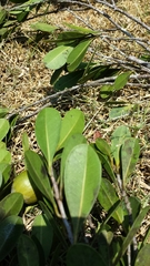 Chrysophyllum