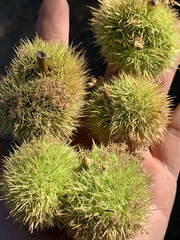 Castanea sativa