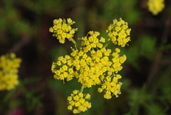 Lomatium utriculatum