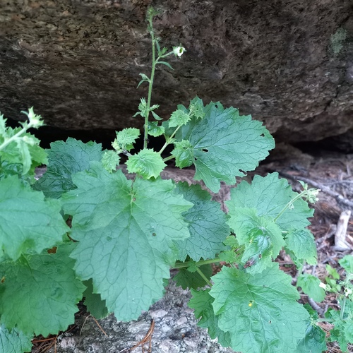 Scrophularia altaica, photograph 1
