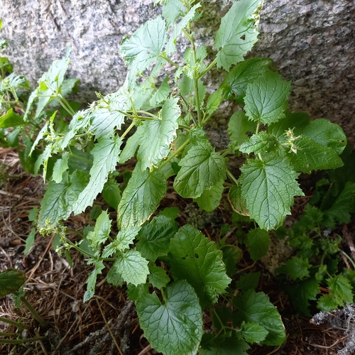 Altai white figwort (Scrophularia altaica)