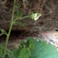 Scrophularia altaica, photograph (c) Alexander Dubynin, some rights reserved (CC BY)