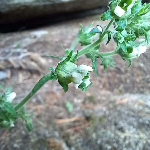 Scrophularia altaica, photograph 3