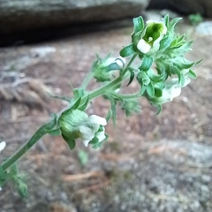 Scrophularia altaica, photograph (c) Alexander Dubynin, some rights reserved (CC BY)
