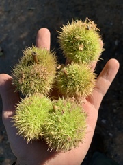 Castanea sativa