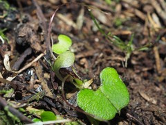 Corybas vitreus