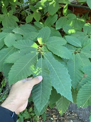 Castanea sativa