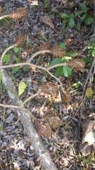 Hymenaea verrucosa image