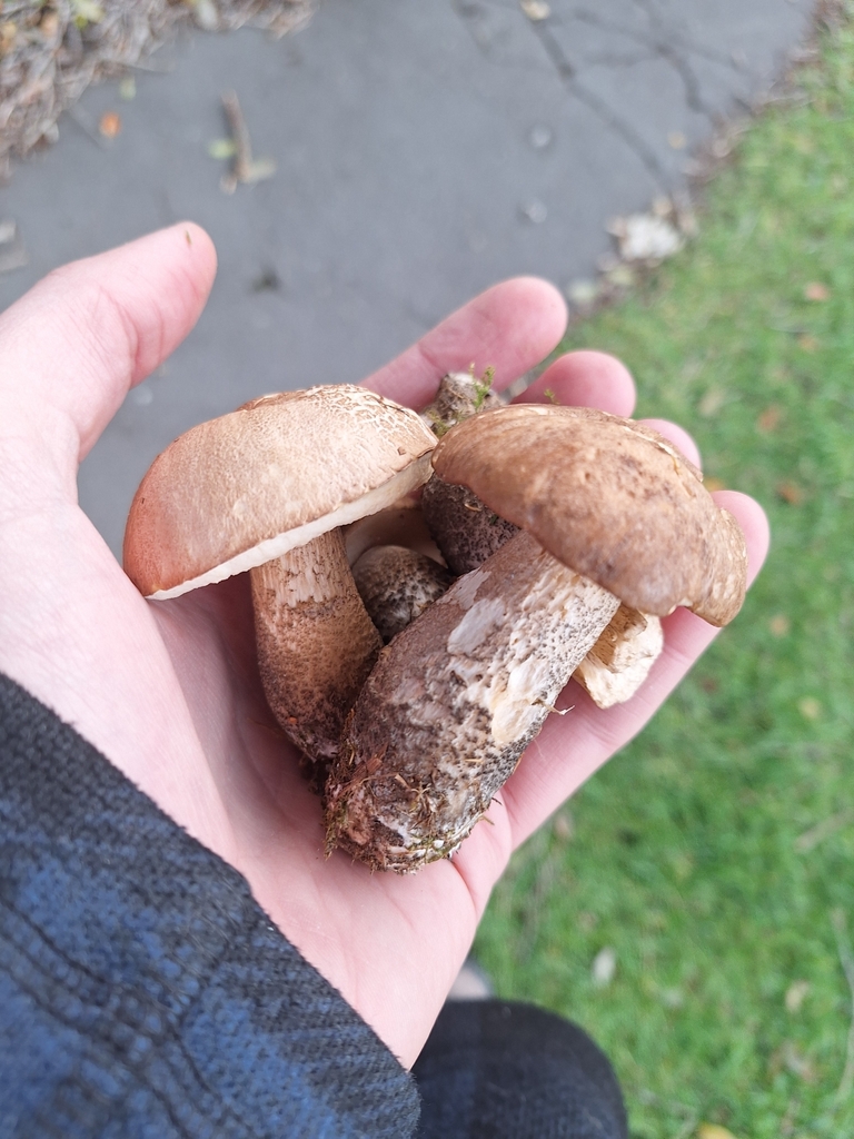 Leccinum scabrum · June 2025 · photo: © joedillon (iNaturalist, cc-by)