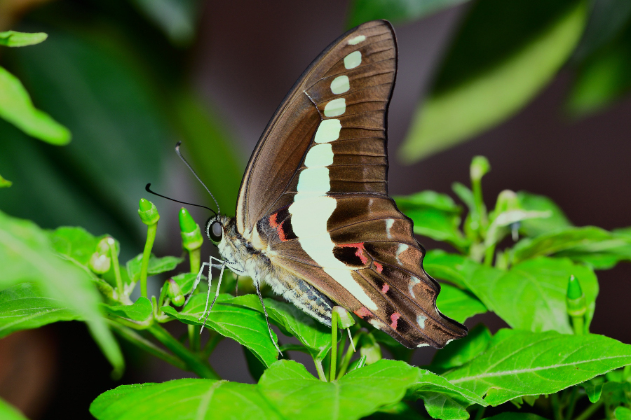 Narrow-Banded Bluebottle