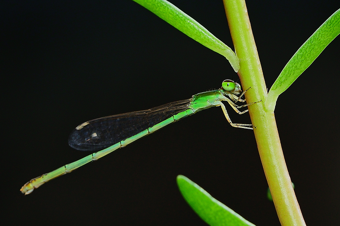 Pygmy Dartlet