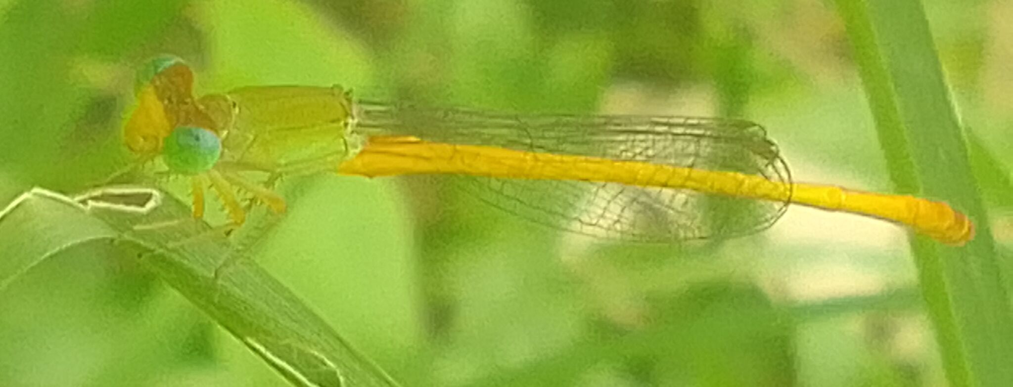 Coromandel Marsh Dart