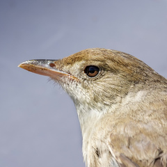 Thick-Billed Warbler photo 4