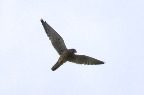 Eurasian Kestrel