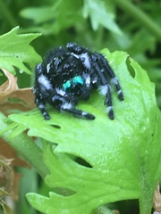Phidippus audax