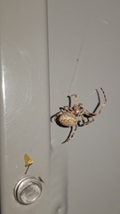 Larinioides sclopetarius