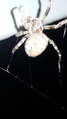 Larinioides sclopetarius