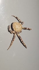 Larinioides sclopetarius