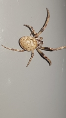 Larinioides sclopetarius