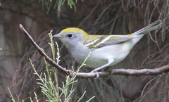 Setophaga pensylvanica