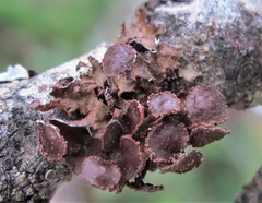 Tuckermanopsis sepincola