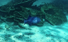 Pseudobalistes fuscus