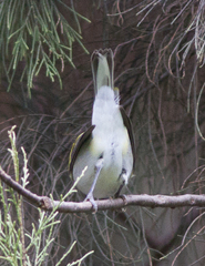Setophaga pensylvanica