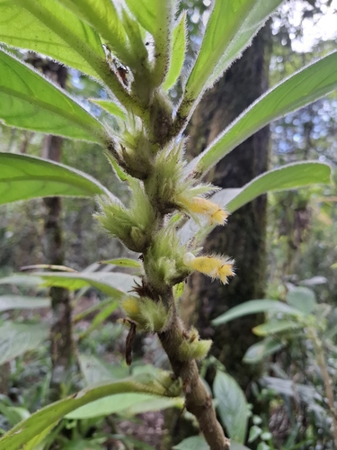 Columnea sanguinea